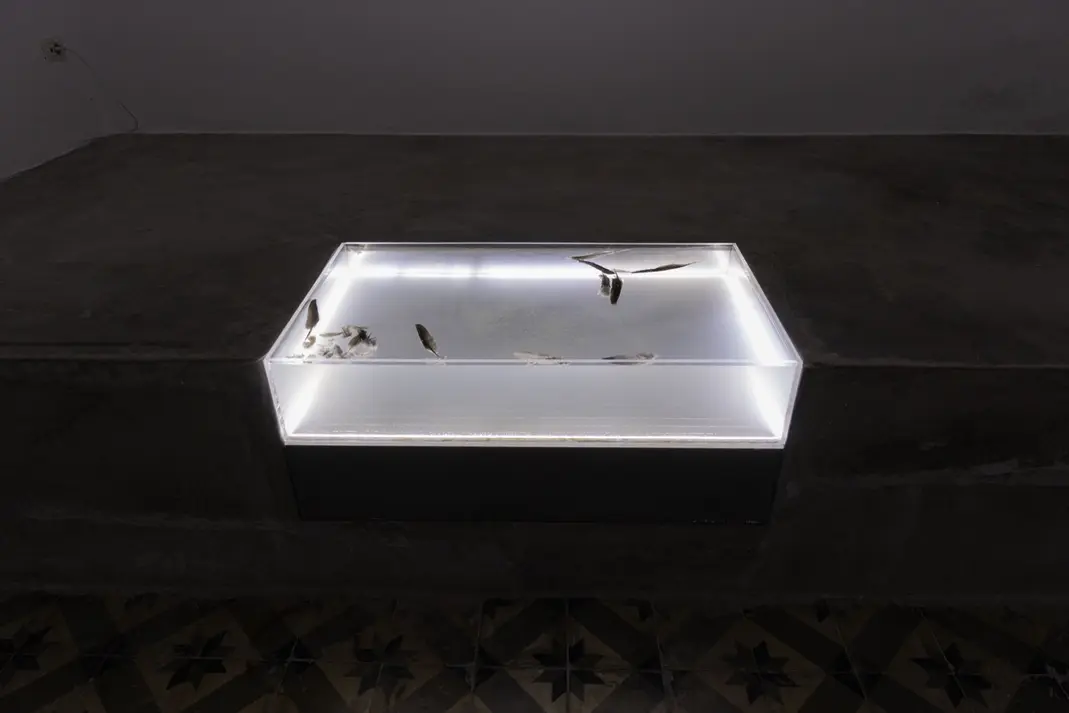Nora Bzheta — Si pllum, 2